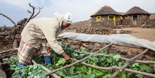 A farmer tends his crops.