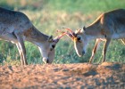 Saiga males during mating season in open field