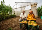 Tanzania Greenhouses Increase Yields