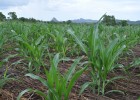 Crops in Mozambique