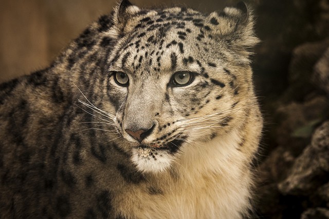 Snow leopard 