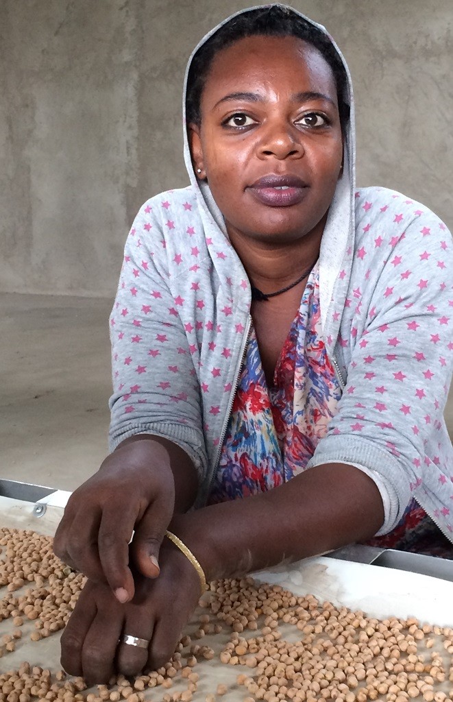 A worker sorting chickpeas on Agro Prom's new processing line.