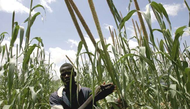 New guidelines on property rights will support the interests of businesses and smallholder farmers, such as this one in Nigeria.