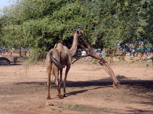 A camel grazes on an acacia tree that produces gum Arabic in Sudan.  