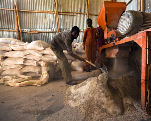 Abebaw Gessese used his loan to build his own feed processing plant, to buy his own truck, and to construct an additional barn.