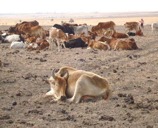 Kenya drought 2009