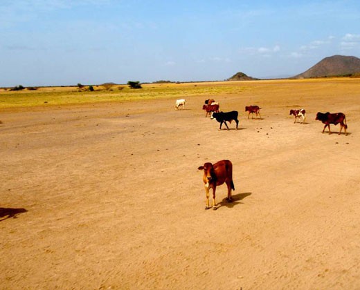 Borana region, Ethiopia