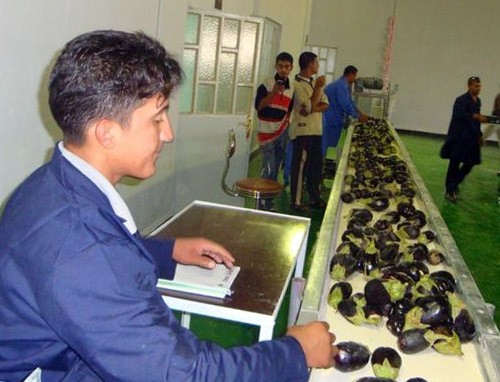 Iraqi workers sort fresh produce at a packing house supported by the USAID Inma Agribusiness Program.