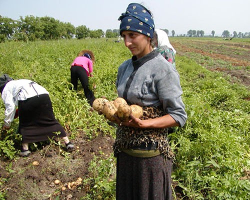 A woman harvests potatoes in the Shida-Kartli region of Georgia.