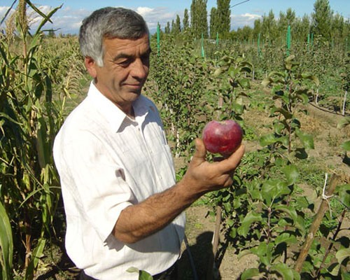 A farmer harvests apples in Georgia.