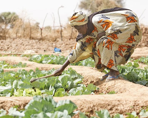 USAID&rsquo;s agro-nutrition project Yaajeende, which means abundance, touches all aspects of food security in some of 