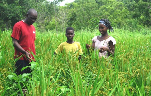 The quality of NERICA rice delights farming families.