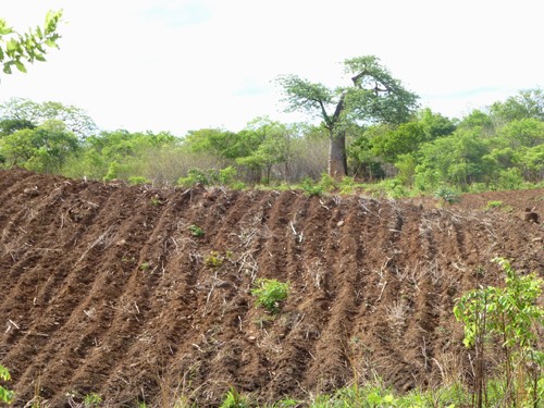 Gladys Dhaka’s peanut seed field