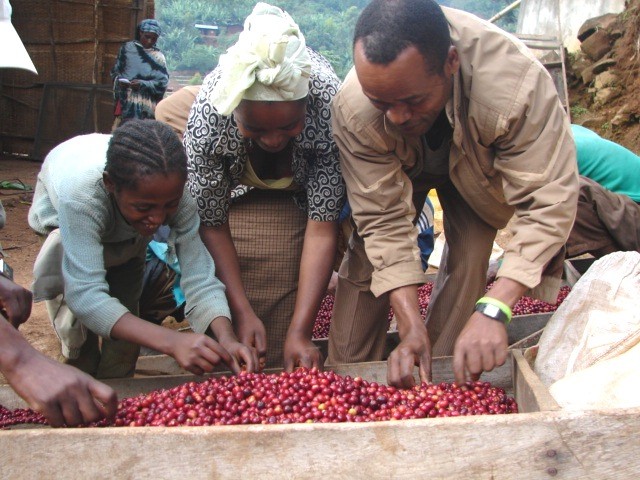 Workers pick out unripe or bad berries to increase revenue.