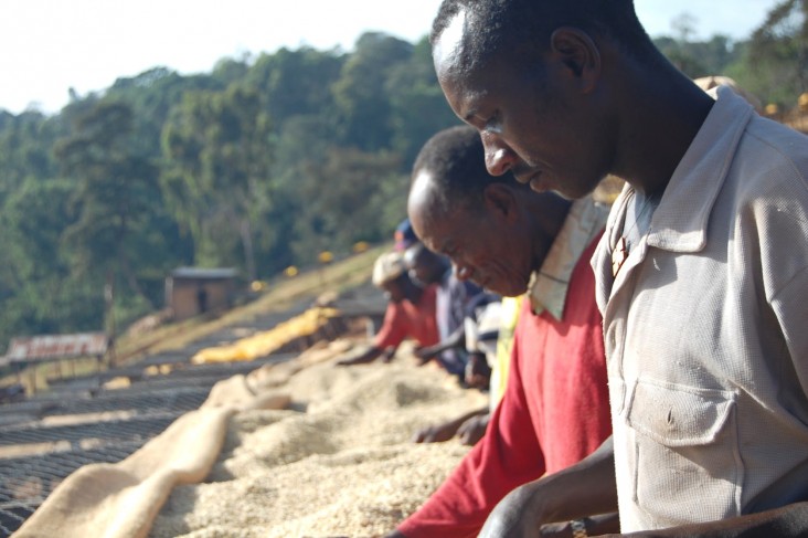 Workers dry washed parchment Yirgacheffe coffee on top of raised drying beds.