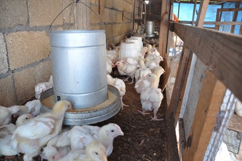 The chicken coop at the Flanker Primary and Junior High School.