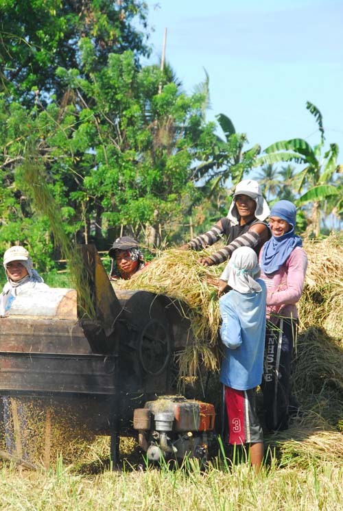 Farmers use a paddy thresher to separate rice straw from rice grains in a field in Aklan province.