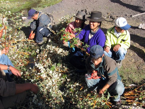 A community forestry group in Ancash, Peru, prepares to reforest with native Polylepis or "paper" trees.