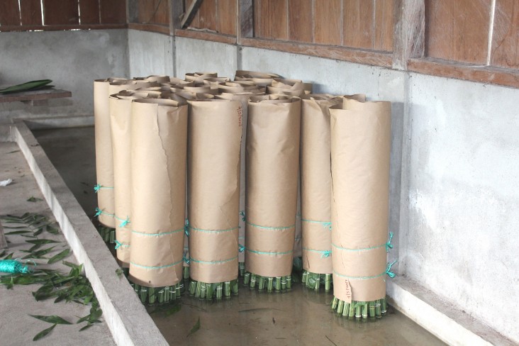 Bundles of xate in Uaxactún are ready for transport to the central processing facility.