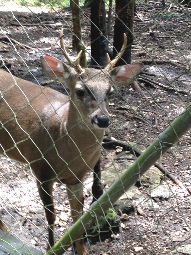 A trafficked deer at Arcas