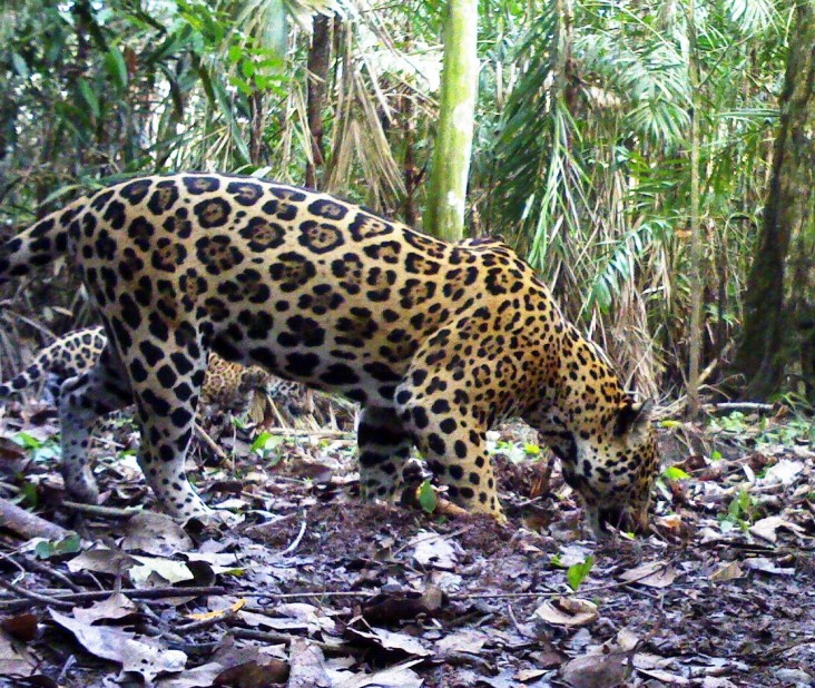 jaguar