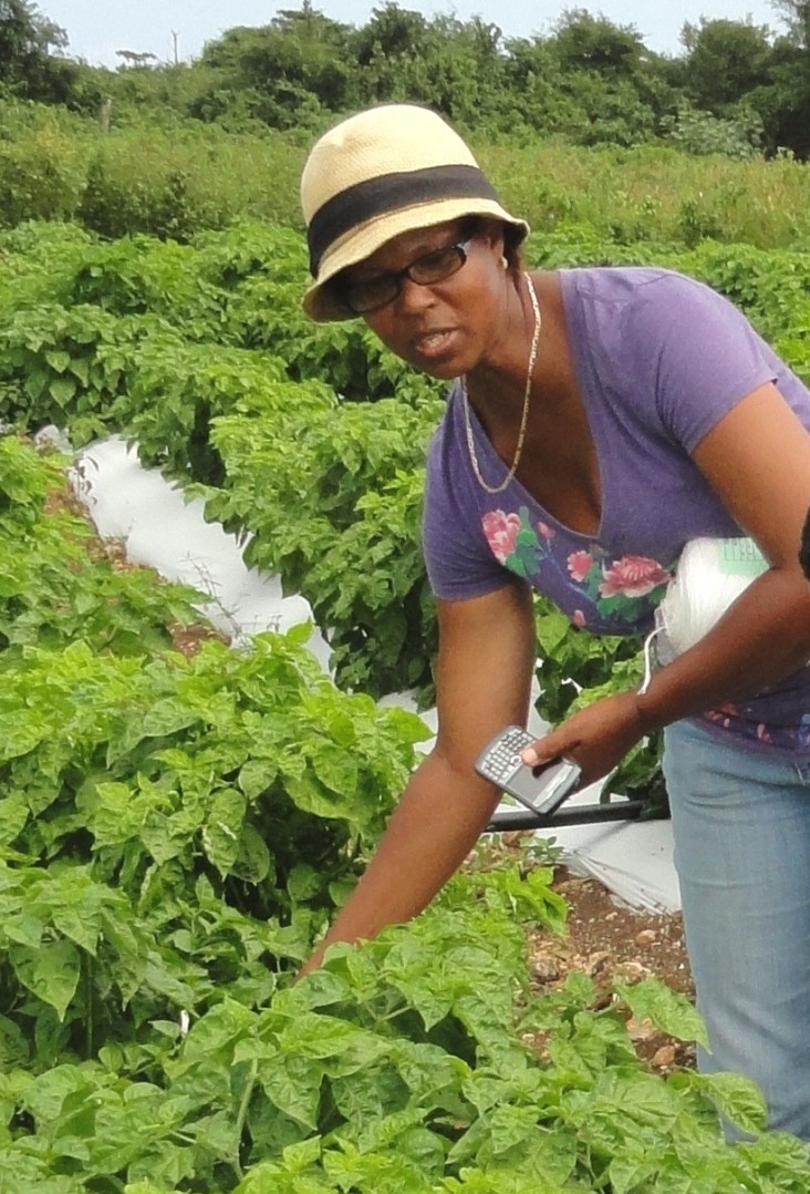 Farmer Cheryl Binns attends to her scotch bonnet pepper farm in Braco Trelawny.