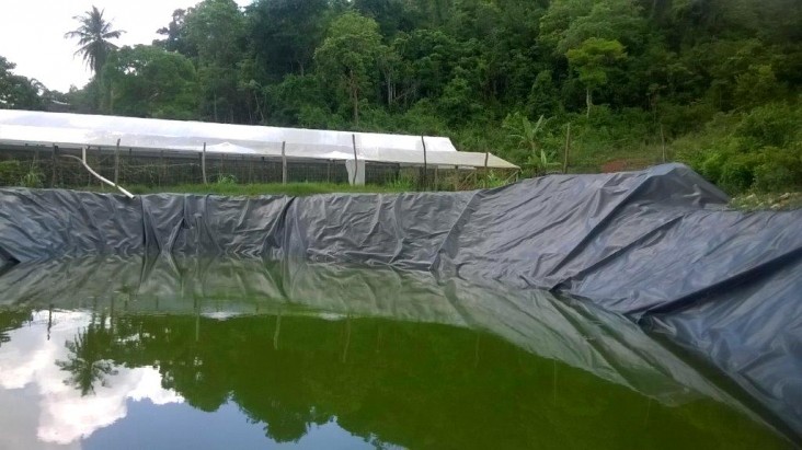 A man-made water harvesting pond in Mount Pleasant, St. Catherine collects rainwater to irrigate crops.