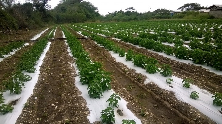 At Garvey Maceo High School in Clarendon Parish, plastic mulch is used as part of water management to reduce water loss.