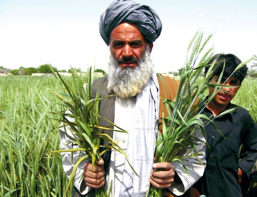 A farmer in Balochistan, Pakistan, displays wheat affected by wheat stem rust. USAID is working to develop agriculture in Baloch