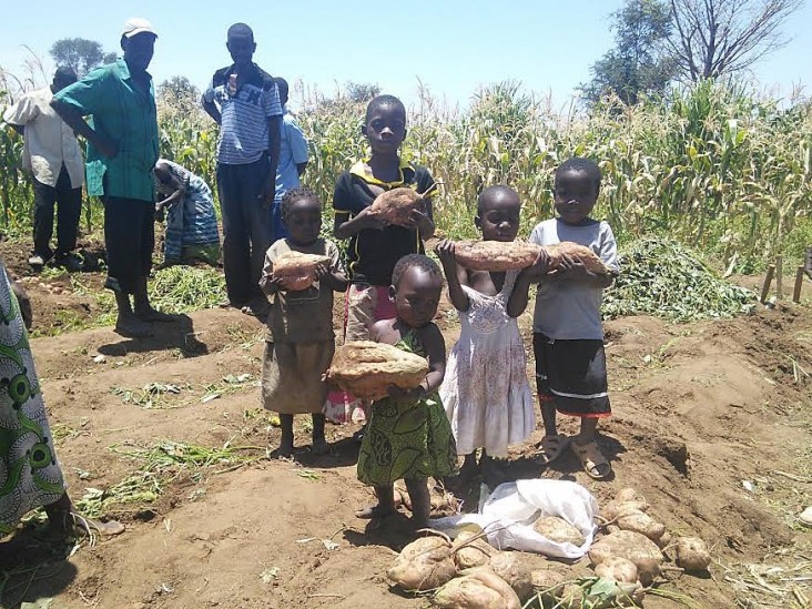 Heavy lifting of orange-fleshed sweet potato roots produced in the dry season in Njolo irrigation scheme