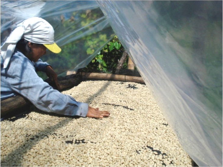 Kalsada coffee introduced an innovative coffee bean drying technology to their growers.