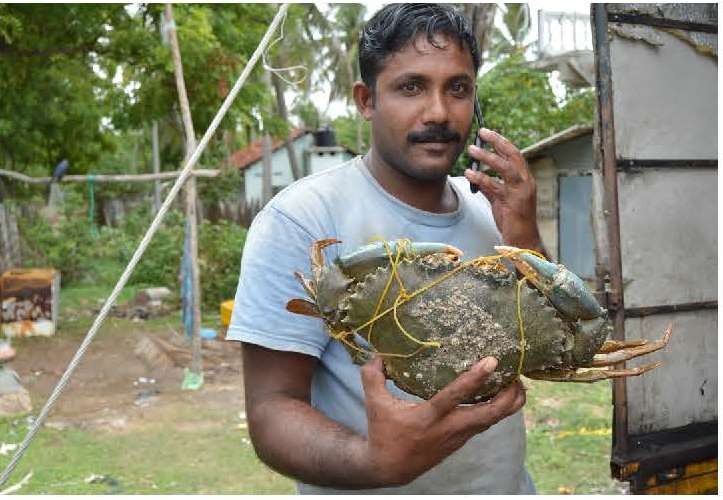 A major fish seller in Jafna says incomes have increased 75 percent due to the ice factory.