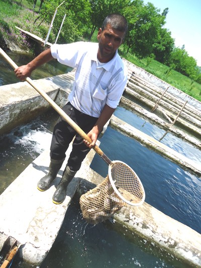 A worker stocks fish for subsequent sorting.