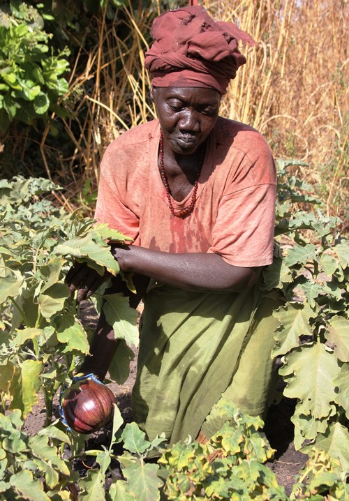 Khadi Diouf displays a ripe eggplant.