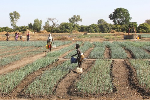 Entire families chip in to tend the gardens.