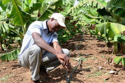 Crispen Manyuchi, a Zim-AIED extension officer, demonstrates how micro-jet technology works. Properly irrigated fields help incr