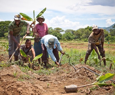 Smallholder farmers in Mutema work together to transplant their healthy banana plantlets to the irrigated field. With technical 