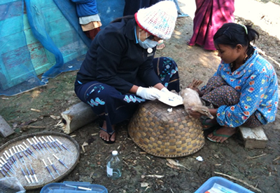 Image of health worker drawing blood for surveillance of H5N1 virus