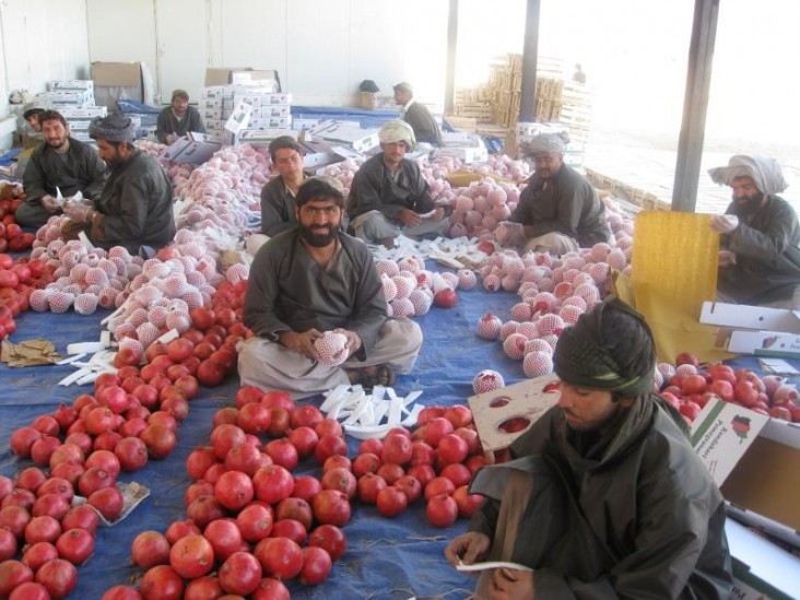 Men packaging pomegranates for export in Kandahar