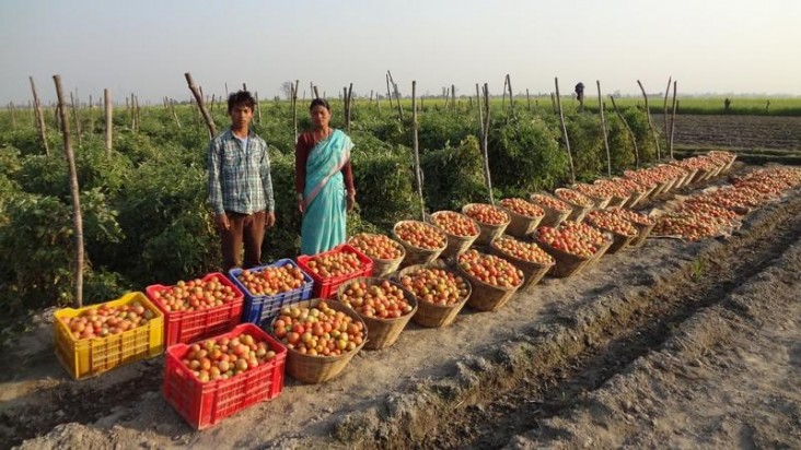 Meet Muliya Rana, a tomato producer in Nepal, and her son. They received technical assistance from a USAID program under Feed th