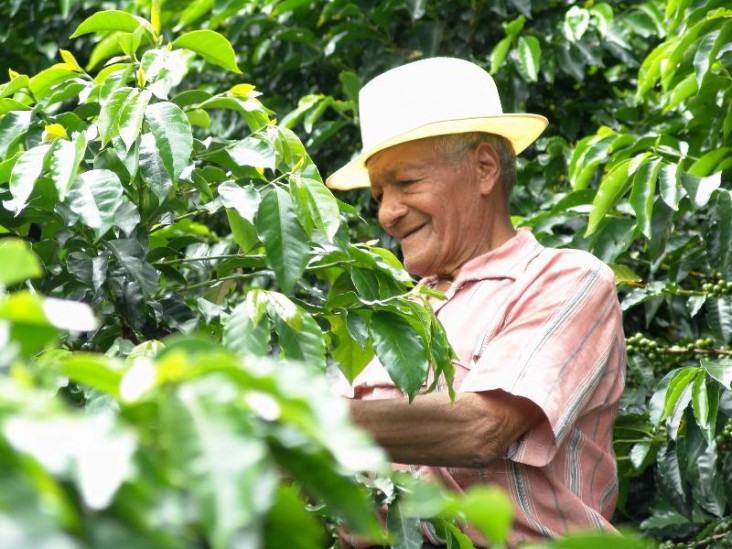 A Colombian coffee farmer