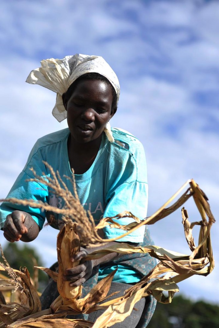 Better seeds and technologies from USAID increased income in over 867,000 households. Photo: Mariantonietta Peru, USAID