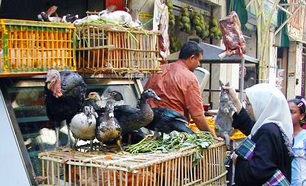 A woman buying a rabbit in the market