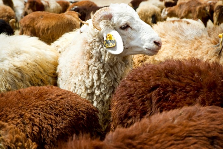 Amhara Region’s Debre Birhan Sheep Multiplication and Breed Improvement Center has imported 126 Awassi sheep from Israel and is crossing them with almost 1,000 local sheep to improve the local Menze breed.