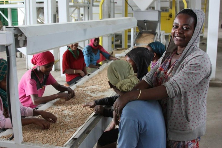 Workers sort chickpeas at the Agro Prom seed processing facility in Adama. 