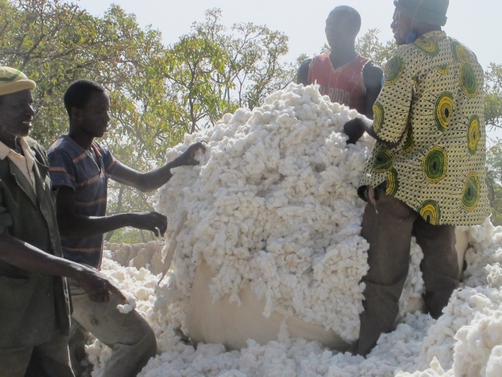 Emptying the tarp after weighing the cotton harvest