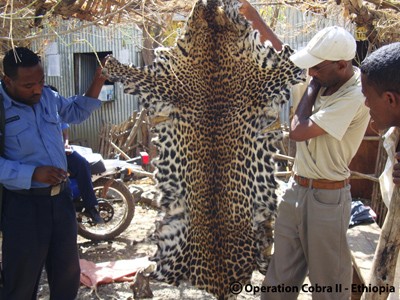 Ethiopian officials display one of 39 leopard skins seized in Operation Cobra II.