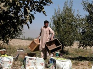 The 20-year-old son of Habiabdul Habib, owner of the 10,000-tree Paghman orchard, loads wooden crates full with apples. After su