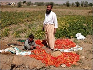 Nadir, a farmer in Baghram, says his irrigation has improved significantly in 2003, even at 6.5km from the Ghorband dams.