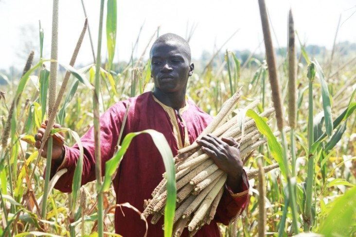 Oumar Niasse with samples of different varieties of millet.